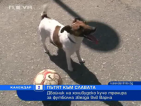 Двойник на холивудско куче тренира за футболна звезда във Варна