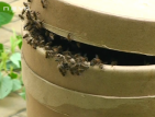Хиляди пчели се настаниха в центъра на Шумен