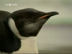 Пингвин плува от Южния полюс до бреговете на Нова Зеландия