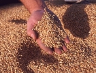 Очаква се реколтата от зърно да е достатъчна и качествена