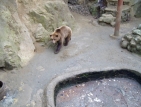 Мечка избяга от зоопарка в Айтос и паникьоса града