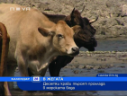 Десетки крави търсят прохлада в морската вода