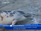 Тялото на разстрелян делфин изплува на плажа до Лозенец