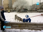 Собствениците на кучета в София трябва да им сложат електронни чипове