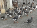 Откриха птичи грип в Пловдивска област