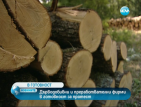 Дърводобивни и преработвателни фирми в готовност за протест