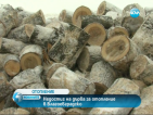 Недостиг на дърва за отопление в Благоевградско