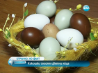 Като за Великден: Кокошки снасят цветни яйца