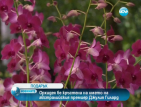 Орхидея бе кръстена на името на австралийския премиер Джулия Гилард