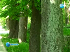 Откриха 150 дървета-убийци в парк