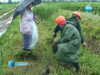 Блатни кокичета бяха преместени от трасето на магистрала "Марица"