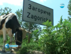 Паника в село Загориче заради случая на антракс