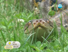Най-отровните змии в света живеят в морската градина във Варна