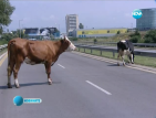 Крави се разхождат безпрепятствено по столичните булеварди