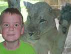 Лъв се облизва за дете в зоопарк
