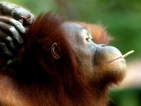 Орангутан отказва цигарите на безлюден остров
