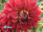 Любителка на цветята си направи мини ботаническа градина