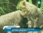 Зоопаркът във Вашингтон показа две малки гепардчета