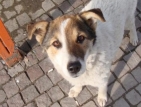 Над 200 кучета са осиновени от приюта в Сеславци