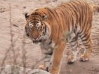Тигър избяга от зоопарк в Кьолн и уби жена