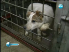 От "Екоравновесие" са прибрали 3000 кучета от началото на годината