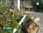 Паднало дърво уби младеж в центъра на Бургас (ОБНОВЕНА)