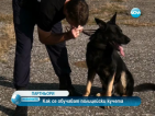 МВР обучава по 60 полицейски кучета годишно