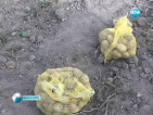 Рекордно слаба реколта картофи в Смолянско