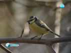 Изчезването на птиците – червена лампичка за качеството на живота