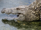 Крокодил "танцува" за храна