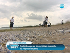 Доброволци чистят плажовете по Черноморието