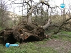 Изкорениха 700-годишно дърво