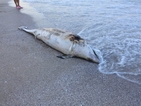Пореден мъртъв делфин на бургаския плаж