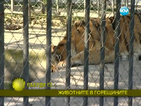 Животните в Софийския зоопарк разпускат на басейн