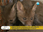Шуменският зоокът приюти шест малки лисичета