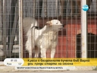 Криза с бездомните кучета във Варна
