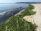 Водорасли спряха АЕЦ в Шотландия