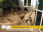 Русенци заплашват с блокади заради импровизиран кучешки приют