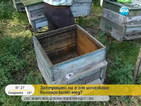 Пчелите в русенско масово изчезват