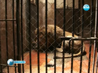 Нов лъв пристигна в зоопарка във Варна