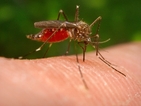 Комарите са причина за детското затлъстяване