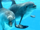 Около 30 делфина загинаха в леден капан край Канада