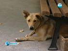 Близки до София общини изхвърляли кучета в столични квартали