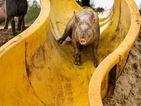 Холандски фермер построи аквапарк за прасета