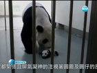 Гигантска панда най-сетне стана майка