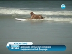 Голдън ретривър сърфира в океана