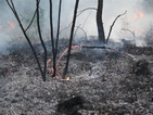 Потушени са пожарите край Ивайловград и Елхово