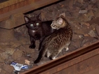 Две котета спряха движението на метрото в Ню Йорк