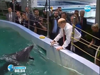 Путин храни делфини, ръкува се с морж