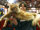 Показаха котка-гигант на изложба в София